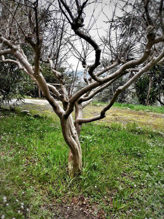 MeraVilla Ascoli Piceno Dış mekan fotoğraf